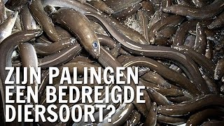 Zijn palingen een bedreigde diersoort  De Buitendienst over paling [upl. by Morgenthaler]