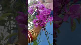 ClosespathoglottisPlicatapurple OrchidsGround YouTube [upl. by Nnylatsirk602]