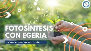 Práctica de Fotosíntesis con Egeria densa [upl. by Brose]