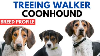 Treeing Walker Coonhound Breed Profile History  Price  Traits  TWC Dog Grooming Needs  Lifespan [upl. by Geraldina]