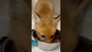 Abandoned fox cub in the backyard was rescued by a man fox rescuefox short [upl. by Shannon]