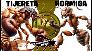 DERMAPTERA VS HORMIGA TIJERETA VS HORMIGA [upl. by Ennyl647]