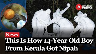 Nipah Virus This Is How 14Year Old Boy From Kerala Got Nipah  Nipah Virus Kerala [upl. by Sueaddaht]