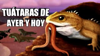 🦎¡Conoce a los parientes del TUÁTARA Fósiles 😊 Sphenodon [upl. by Kristie]