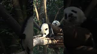 Panda Cubs Treetop Paradise A Life of Play [upl. by Page936]