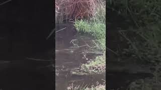 MASSIVE GRASS CARP at local pond [upl. by Kiyoshi491]