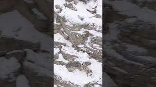 Snow Leopard Cubs head out to hunt mountaingoat snowleopards hunting Spitisnowleopard [upl. by Pelagias328]