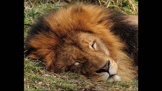 Ringtone  The Tokens  The Lion sleeps tonight [upl. by Waters]