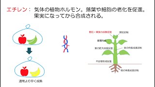 64高校生物「植物の環境応答⑤〜色々なホルモン〜」2023 [upl. by Wurster]