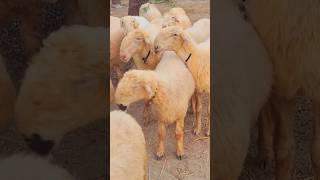 Sheep farming mundragoatfarm sheep [upl. by Ayekehs]