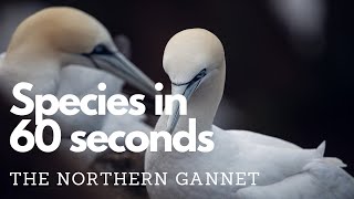 The Northern Gannet [upl. by Fadil]