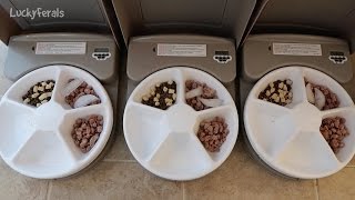 Petsafe 5 Meal Automatic Pet Feeder Product Review  Automatic Cat Food Feeder [upl. by Selij]