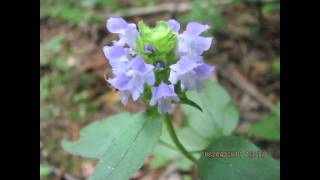 Edible amp Medicinal HealAll  Prunella vulgaris [upl. by Korney410]