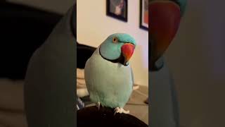 PARROT TALKING LIKE HUMANS [upl. by Brag]