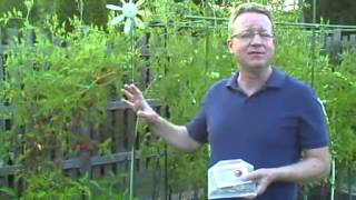 Ladybugs for the Garden  Get Rid of Aphids  How to Release Ladybugs [upl. by Ormond]