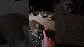 20 raccoons visit plus 1 cute one [upl. by Fleeman]