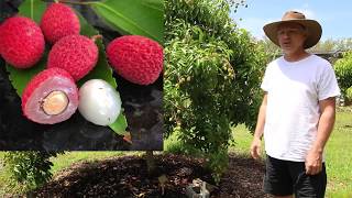 Our Backyard Lychee Trees  Yard Tour 2019  Sarasota Florida [upl. by Rebme]