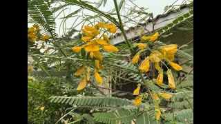 Germinating Hummingbird tree seeds Sesbania  Điên Điển [upl. by Yraillih]