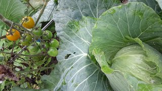 beans boy is live Watering again my beautiful amp healthy tomatoes and cabbages satisfying asmr [upl. by Meggie]