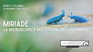 MIRIADE la microscopica moltitudine dei collemboli [upl. by Kono]