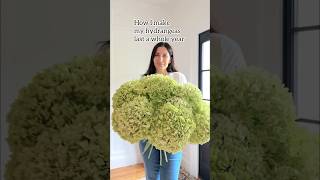 🌸 How to dry hydrangeas the easy way hydrangeas hydrangea gardening [upl. by Dirfliw]