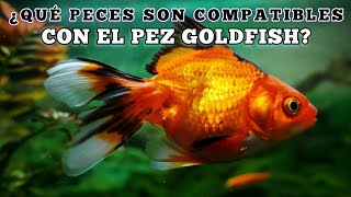 Peces compatibles con el PEZ GOLDFISH [upl. by Ossie]