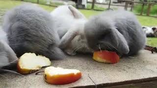 Baby Rabbits Eating Yummy Apples Outdoor [upl. by Helene]