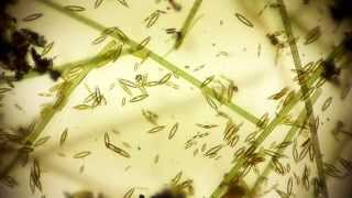 Mike Rosecope Youtube Channel Trailer  microorganisms under microscope  microorganism [upl. by Saidel]