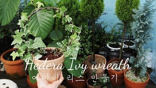 아이비 원형 리스 만들기  관리 및 분갈이 Hedera Ivy care  wreath [upl. by Rosemari977]