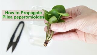 How to Propagate Pilea peperomioides [upl. by Mudenihc]