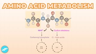 Amino Acid Metabolism [upl. by Aissat]