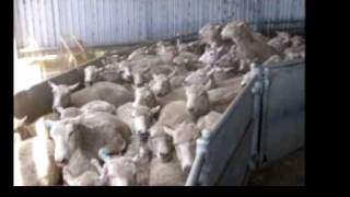 Australian Kelpie on Sheep wwwburradooranchcom [upl. by Retseh]