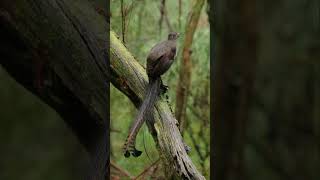 Lyrebird Natures Mimic  Unbelievable Bird Sounds and Mimicry Abilities [upl. by Moureaux]