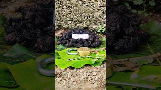 original nalla pasupu original black turmeric plant Kali haldi test trending 9325837843 [upl. by Arathorn]