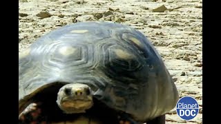 La tortuga que escapa a su destino así es el galápago Morrocoy Fascinante DOCUMENTAL COMPLETO [upl. by Einalem]