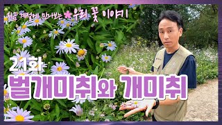 벌개미취와 개미취 지금 계절에 만나는 우리 꽃 이야기 21화 [upl. by Nirtiac]