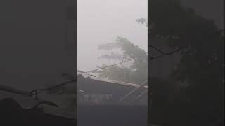 Fuertes viento 💨 colombicultura cuba video viralshort [upl. by Eolande]