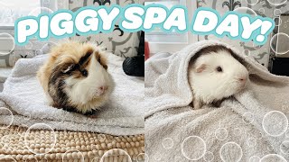 PIGGY SPA DAY 🧼🐽 HOW TO BATHE YOUR GUINEA PIGS [upl. by Seton366]