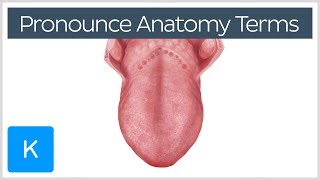 4 ways to correctly pronounce anatomy terms  Human Anatomy  Kenhub [upl. by Ardnuhsor]