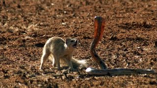 Mongoose Vs Cobra  Smithsonian Channel [upl. by Teagan587]