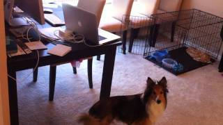 Why Shelties are the best dogs [upl. by Robert]