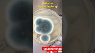 Handling fungal cultures life of microbiologist microbiology youtubeshorts biology [upl. by Aivle]