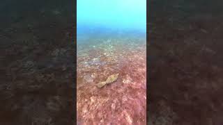 Scrawled Filefish Snorkeling Phil Foster Memorial Park Lake Worth Lagoon Riviera Beach Florida [upl. by Wren]