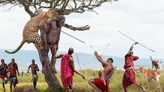 ヒョウは、マサイ族の先住民の領土で無謀にサルを狩ったため、悲劇的な最期を遂げました。 [upl. by Bakemeier475]