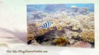 Short video presentation on FREE Great Barrier Reef Worksheet for Kids  EasyScienceForKidscom [upl. by Suoivatnod]