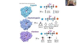 Serine protease mechanism  how the catalytic triad is a great example of enzyme catalysis [upl. by Renie856]