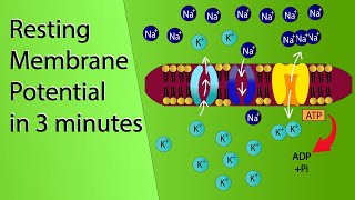 Resting Membrane Potential  NCERT Class 11Neural control and coordination  NEET Biology Animation [upl. by Ardys4]