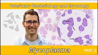 Mycoplasma Part 2  Veterinary Bacteriology and Mycology [upl. by Ehtnax]