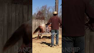 The snaffle bit is there only for correction horse b1horsemanship horseriding [upl. by Audrey]