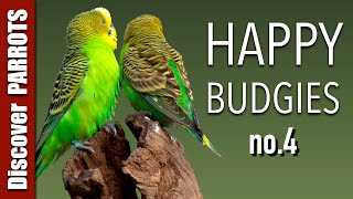 Happy Budgies 4  Budgerigar Sounds to Play for Your Parakeets  Discover PARROTS [upl. by Ley]